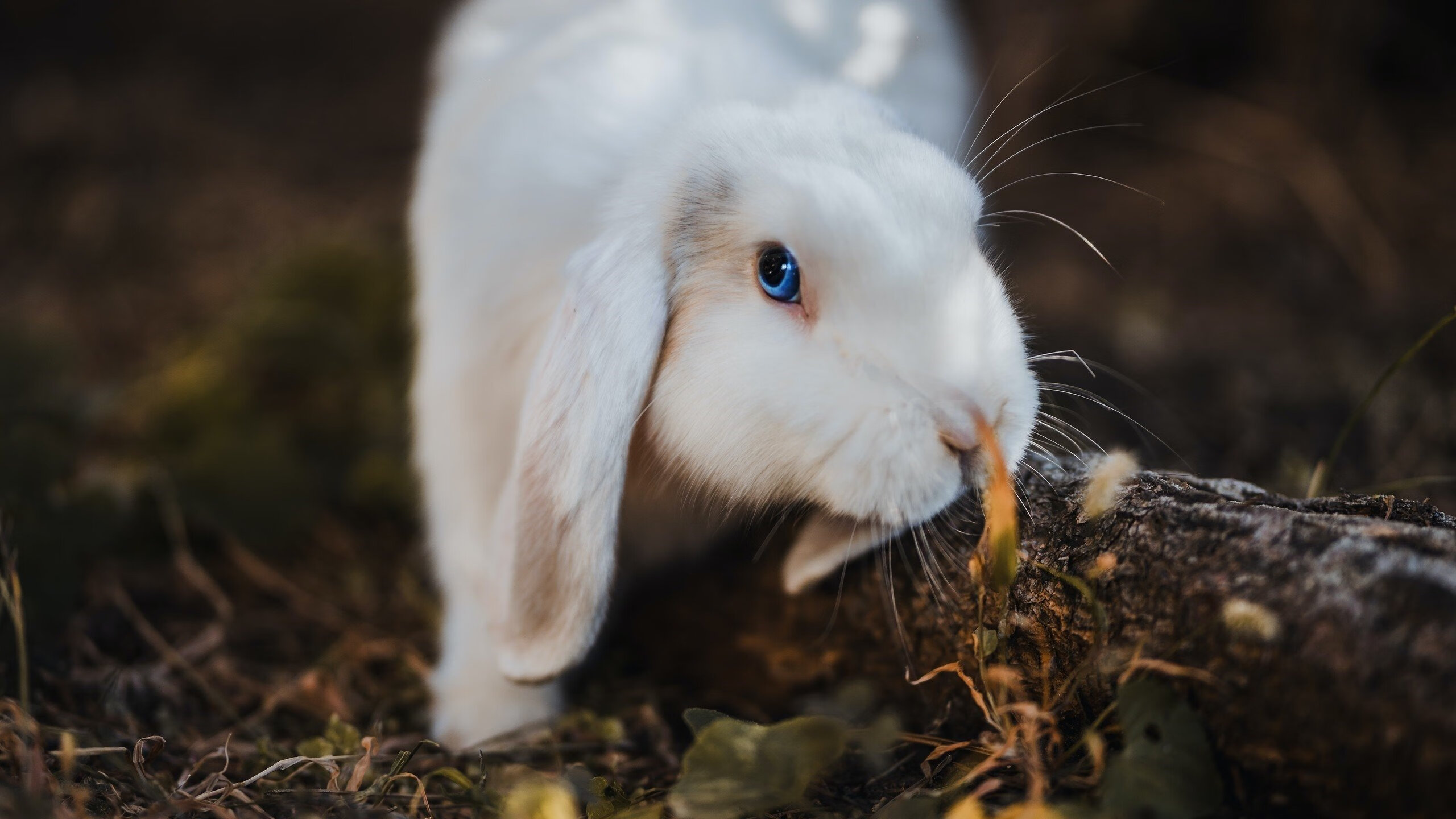 《《英雄联盟》新版本开放，新增“龙魂”系统引热议》，英雄联盟的龙魂