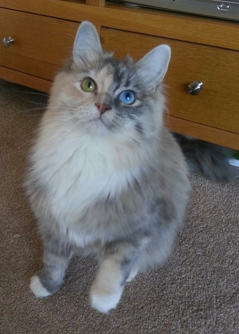 哈里·马奎尔因伤无缘欧洲杯,表达失望之情,哈里马奎尔实况手游