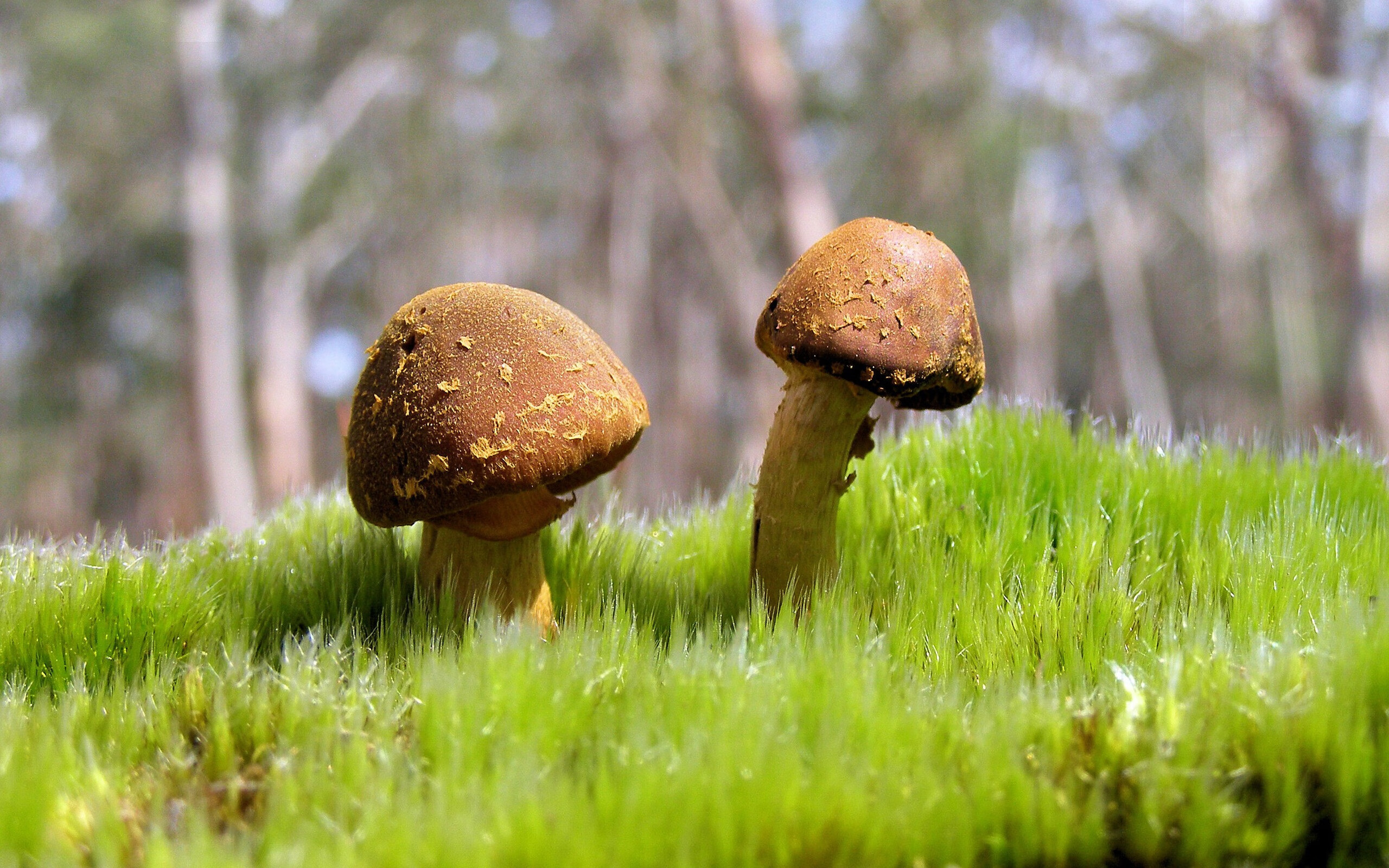 电子竞技英雄联盟赛事,电竞成为新宠,lol电子竞技大赛