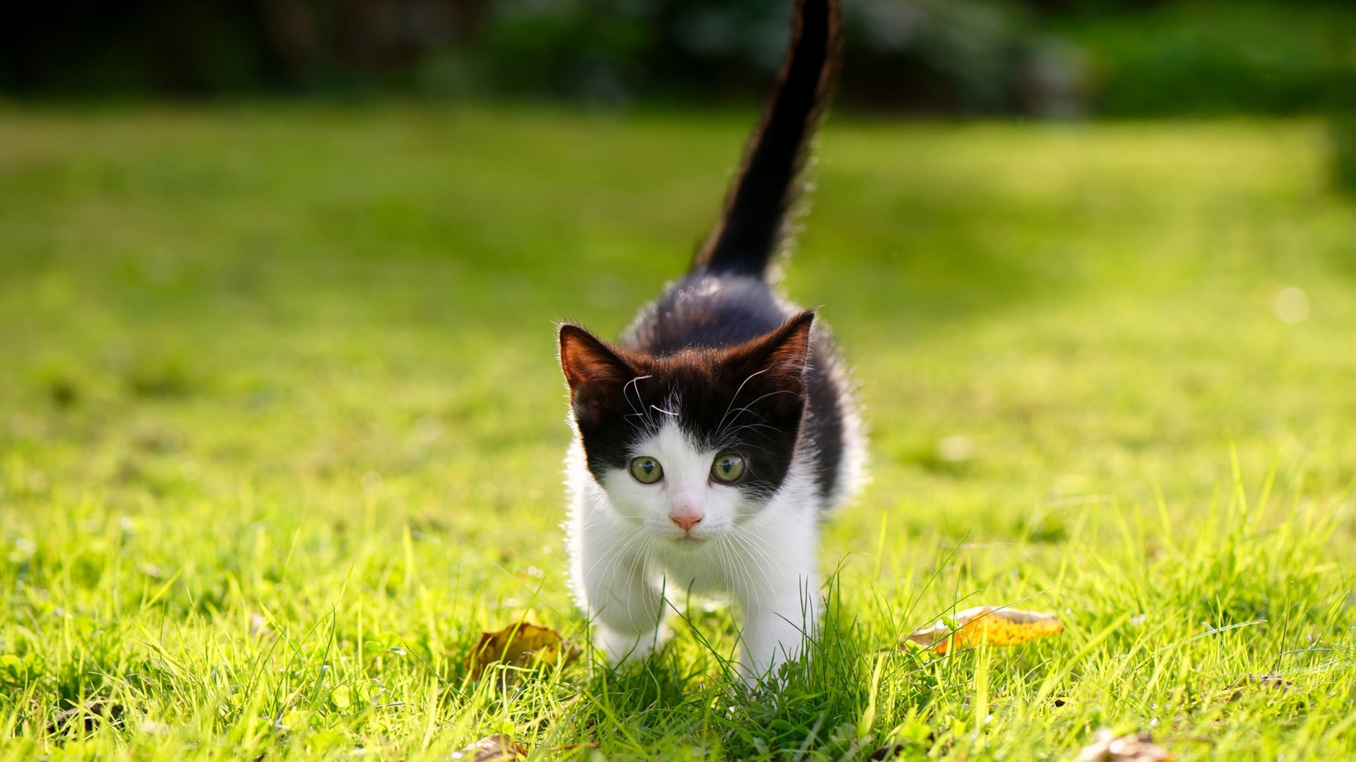 细数欧冠中的“偶像”时刻，球迷的终身回忆，欧冠顶级球员