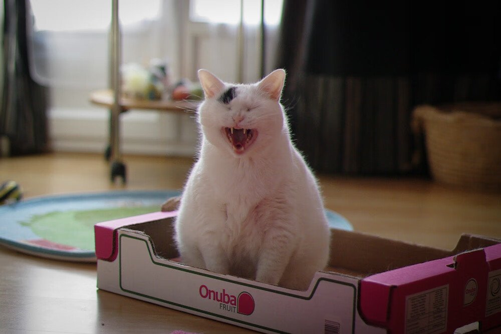 乐鱼体育App下载-裁判因寒冷提前吹哨，墨西哥队抗议成功，墨西哥立场