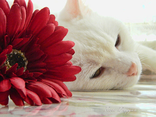 乌迪内斯客场击败桑普多利亚,德保罗建功制胜,乌迪内斯比赛推迟