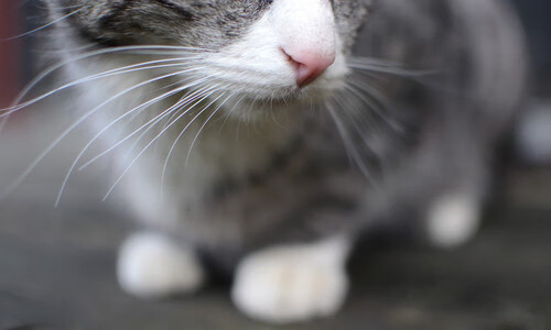 乐鱼（LEYU）体育-曼城大胜巴黎，成功晋级欧冠半决赛！，曼城vs巴黎半决赛