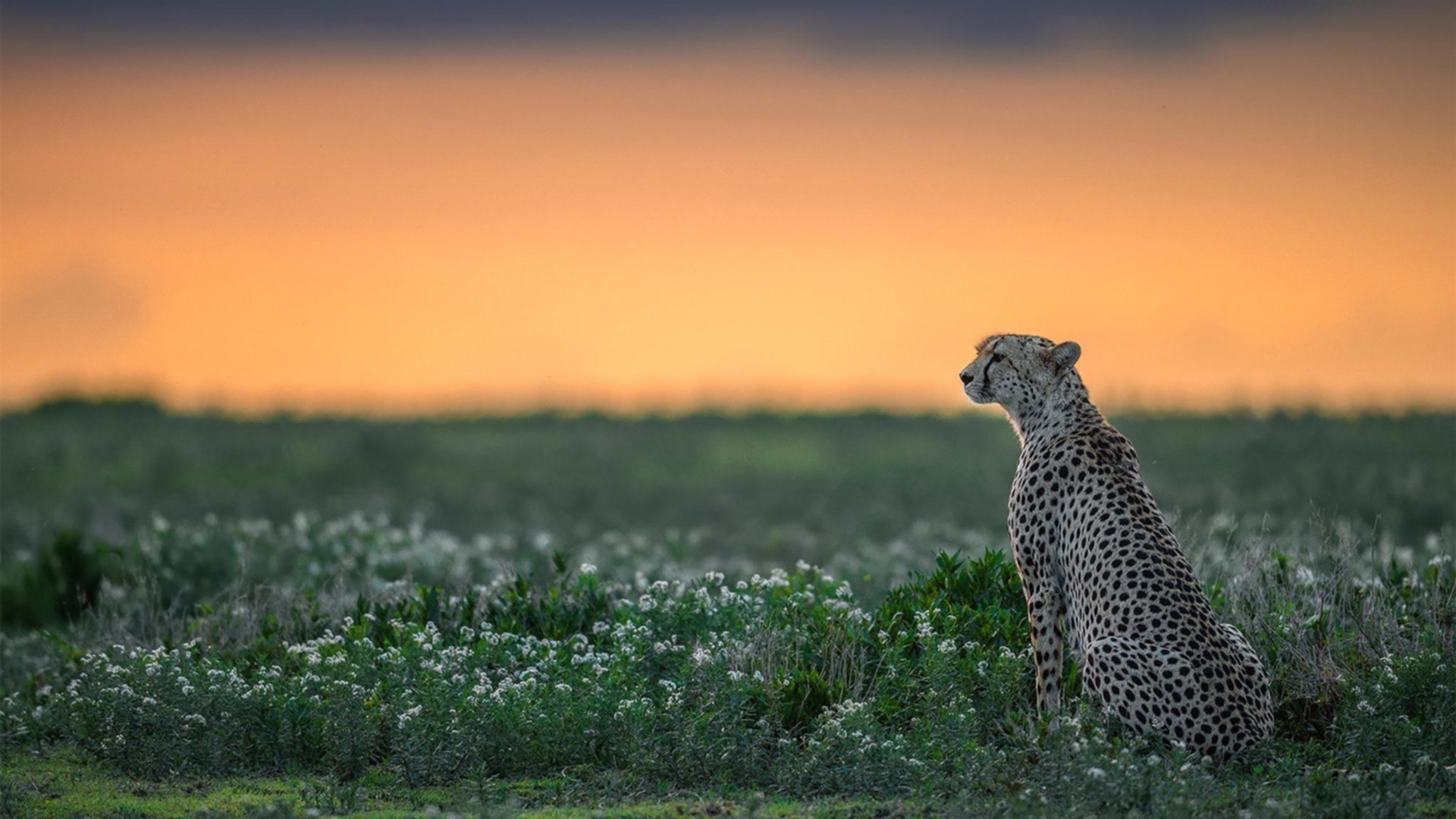 乐鱼vip-武汉卓尔客场迎战沈阳东进，双方都渴望展现出最好的状态！，武汉卓尔官网门票