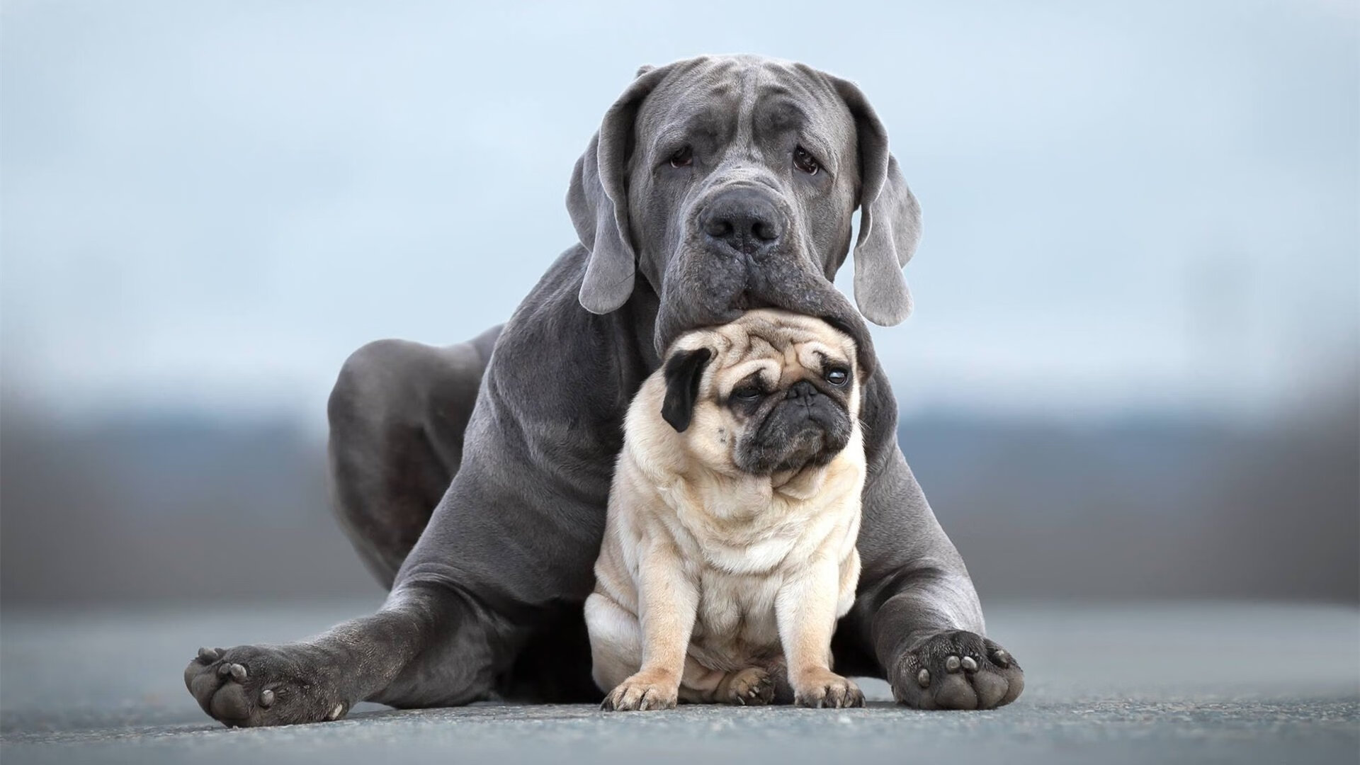 APP下载 LY Sports-皇马客场1-1战平塞尔塔，积分榜领先优势扩大，皇马对塞尔塔比分结果多少