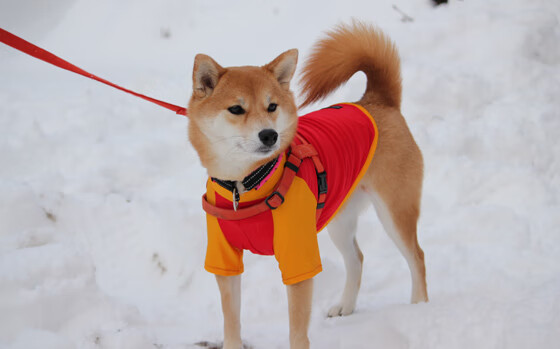 雄鹿队连胜在望,冲击东部第一目标,雄鹿获队史抢七大战客场首胜