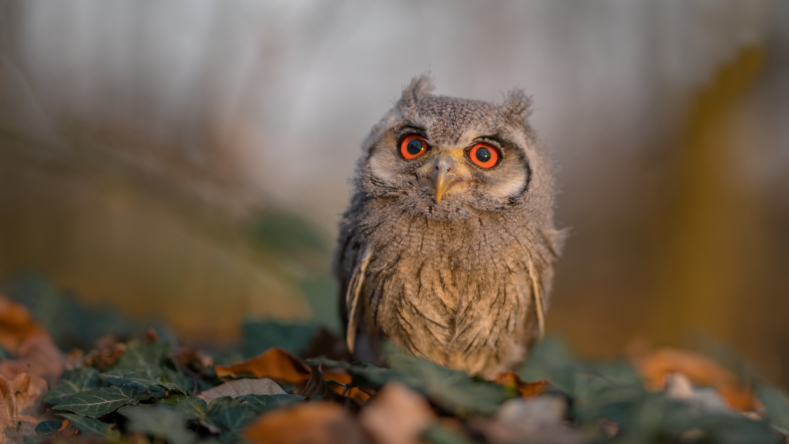 NBA球队战术体系创新与实践探讨,nba战术分析