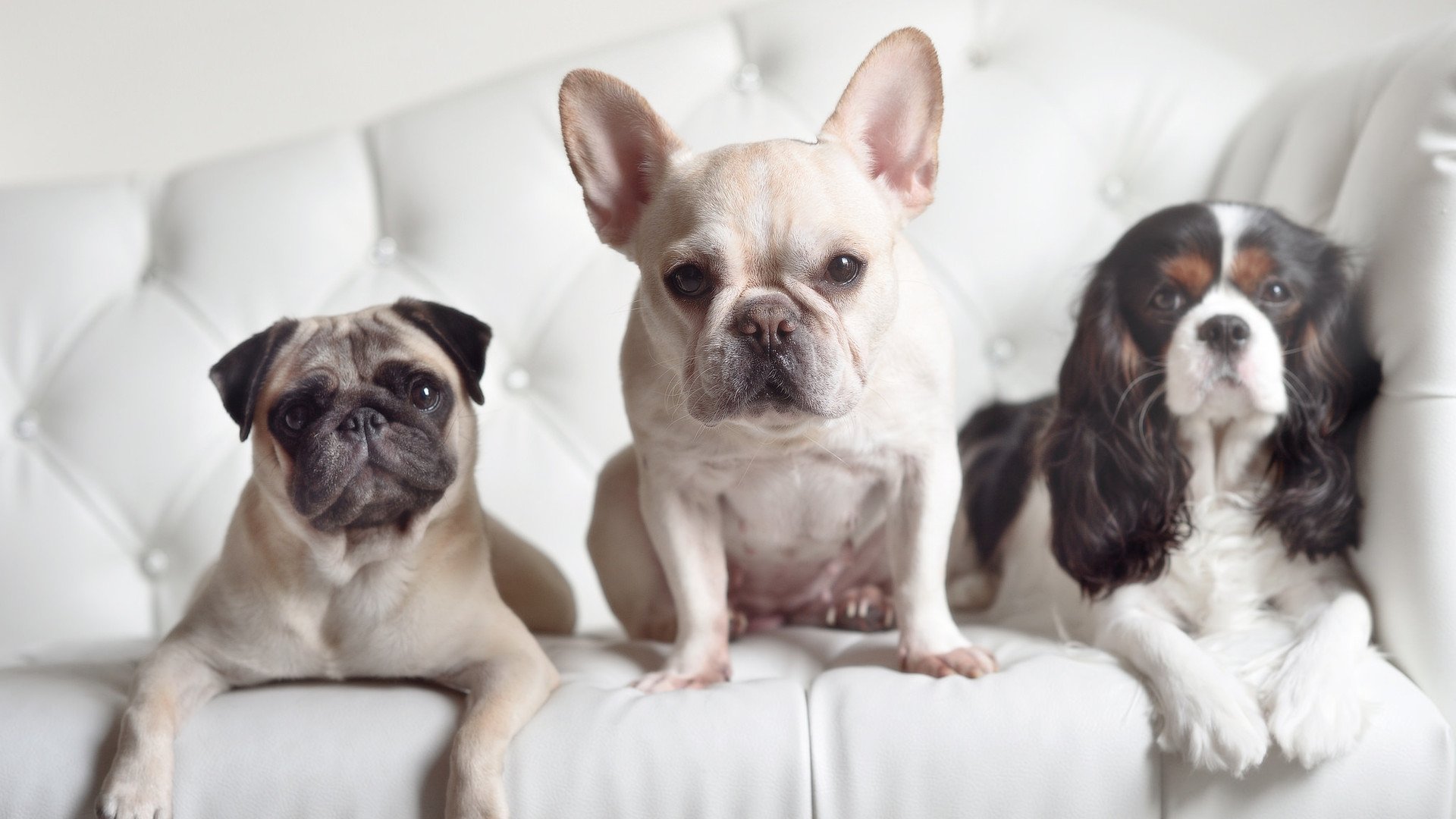 中超球员单场突破成功率排行,中超单场个人进球