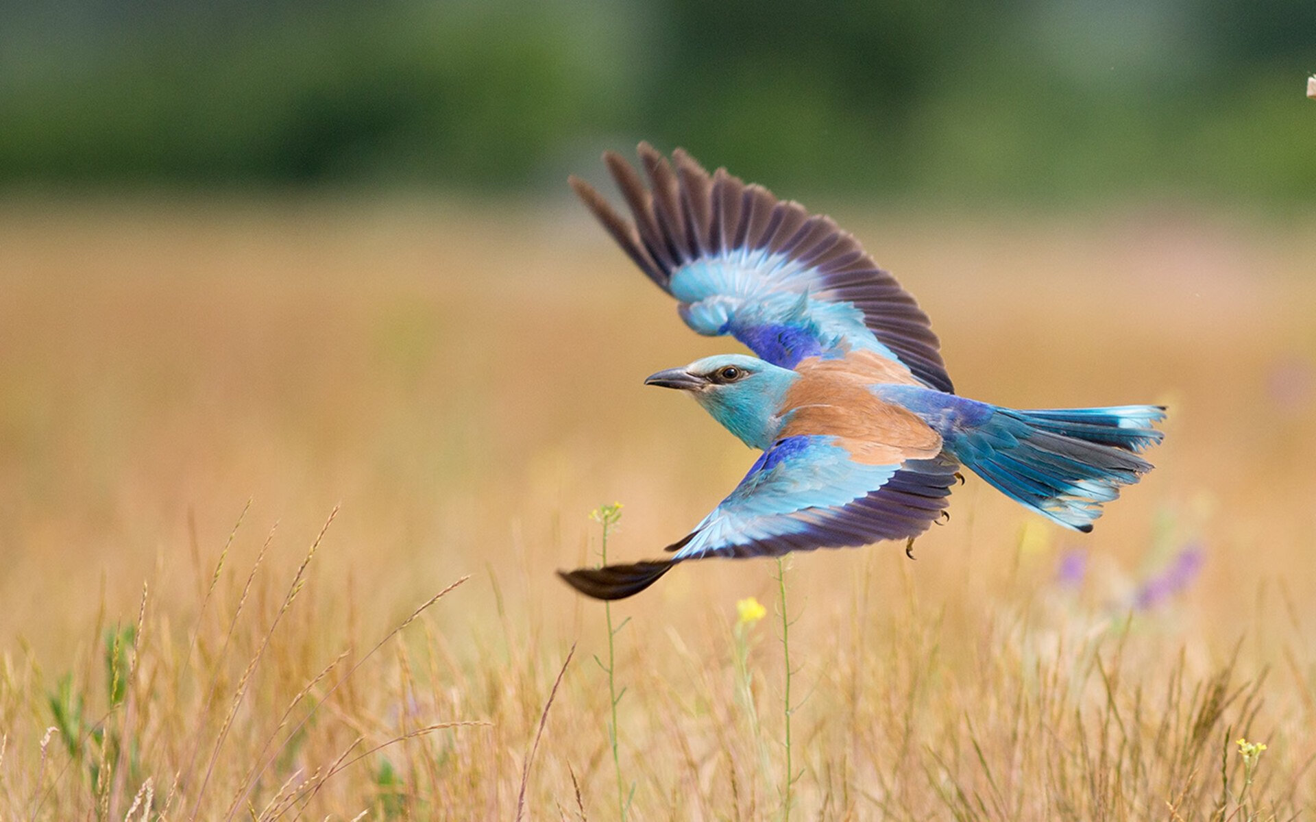 乐鱼电竞在线平台-意甲VAR语义分析模型对语境冲突的自动识别率分析
