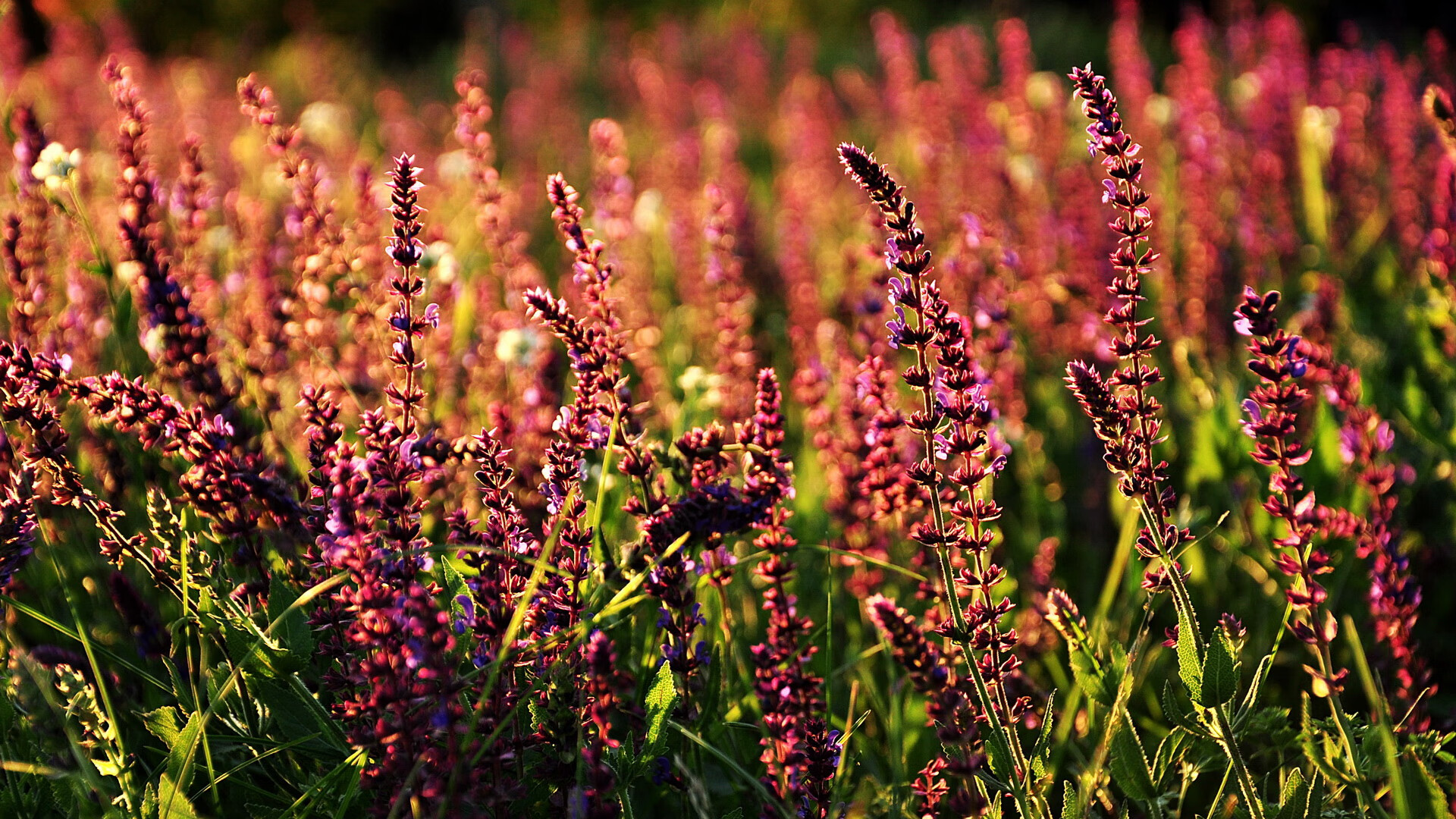 体育新闻中心建设体育舆情监测分析平台,体育新闻专题报道