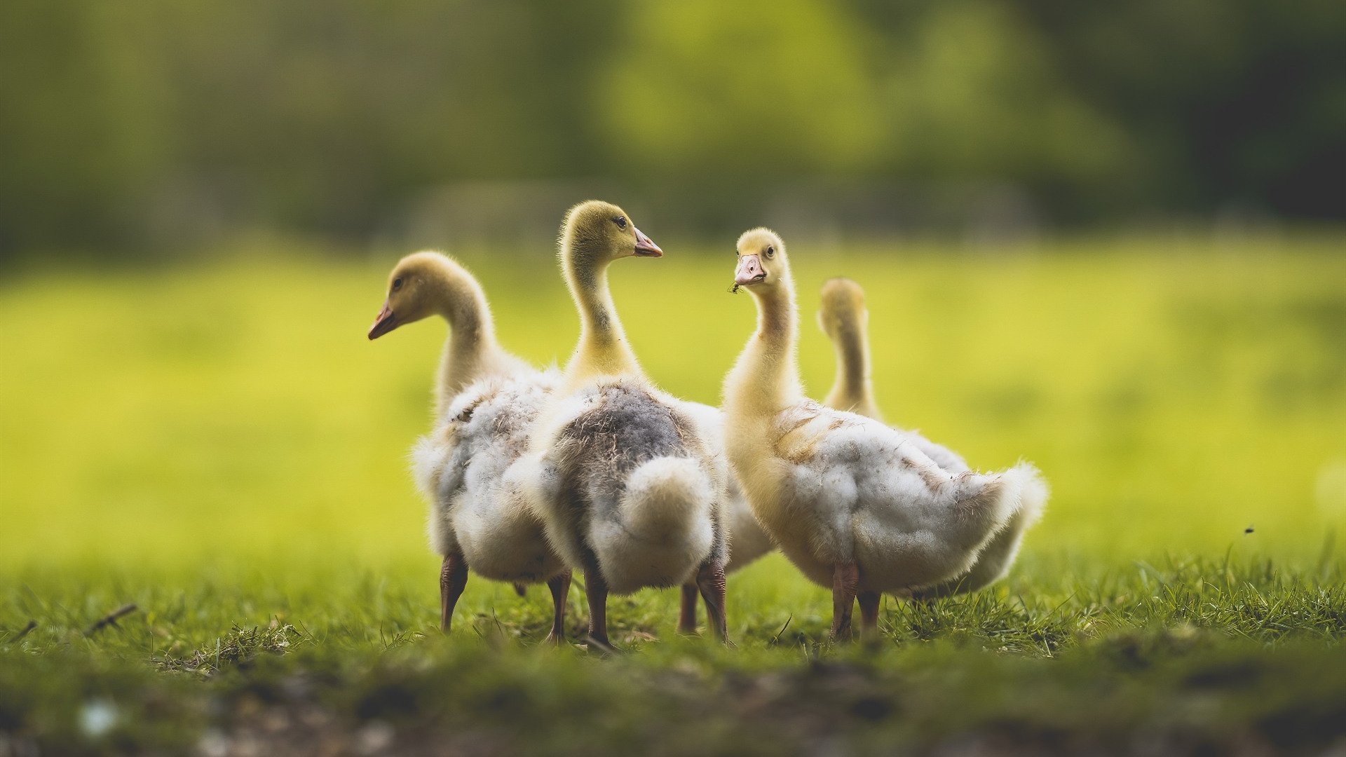 德国队在2024年世界杯赛场上的突破与挑战,德国队连续四届世界杯打进四强