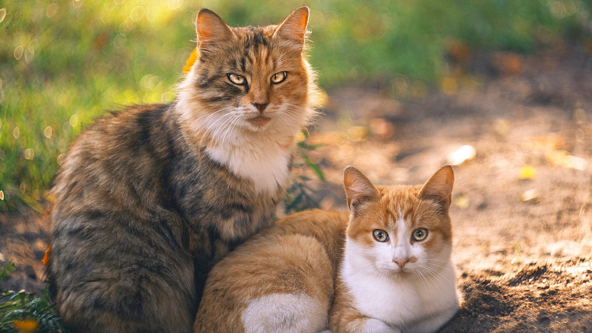 leyu乐鱼体育综合-职业联赛竞争体系亟需优化，职业联赛的性质