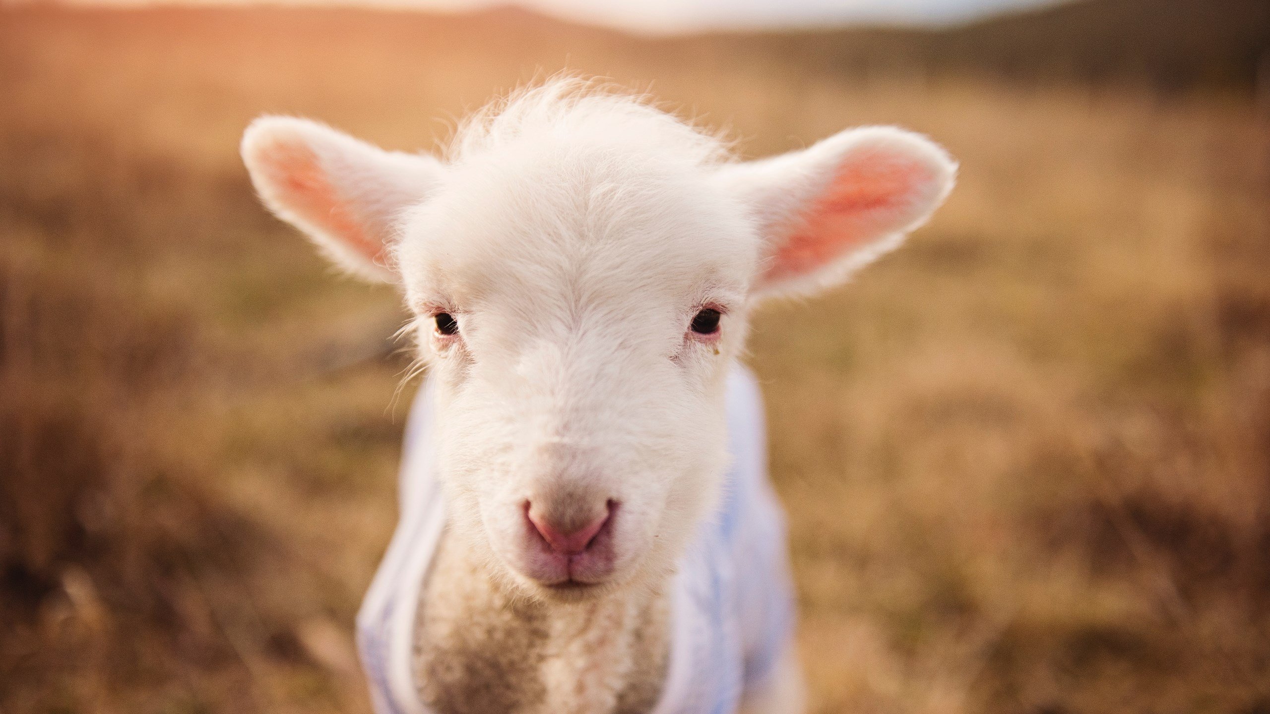 乐鱼电竞在线平台登录入口-斯滕伯根展现稳定的比赛心态，斯滕伯格一生著作颇多