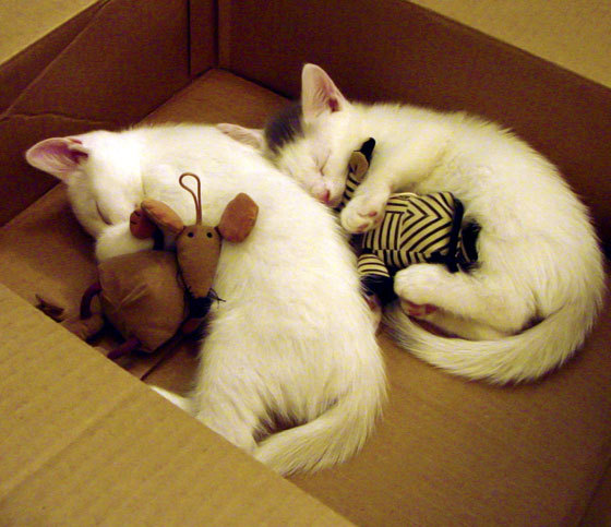 荷兰队在国际赛场表现出色,提前晋级